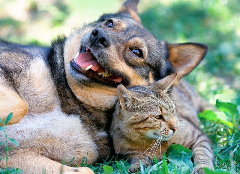 A happy dog lies on grass with its head resting on a relaxed tabby cat, both surrounded by greenery on a sunny day—an image any veterinarian or pet lover would adore.