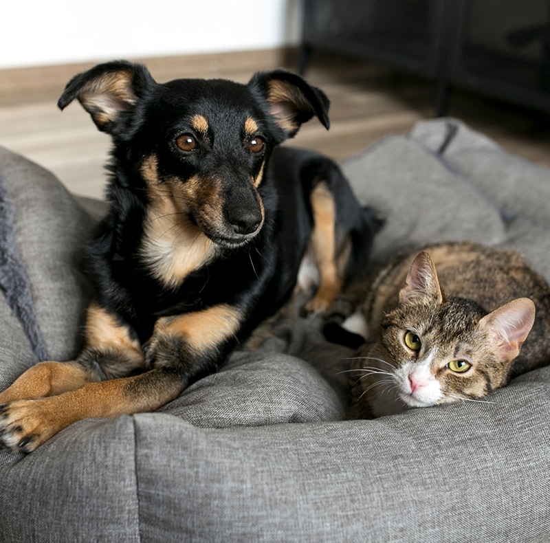 A black and tan dog and a gray tabby cat are lying together on a gray pet bed, looking toward the camera. The background shows a wooden floor and part of a wall.