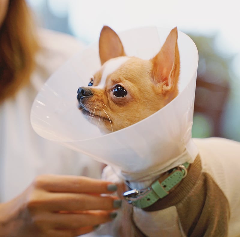 A small brown and white dog wearing a cone collar sits calmly while a person holds its neck gently. The dog has large ears and expressive eyes, and is wearing a green collar and a sweater.