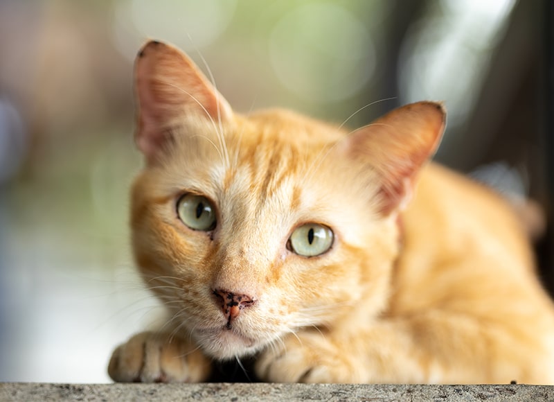 A close-up of an orange tabby cat with green eyes lying down and looking directly at the camera, with a soft, blurred background.