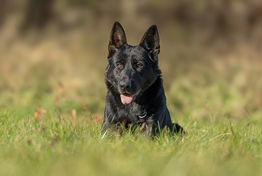 A black German Shepherd dog lies in green grass, looking ahead with its mouth open and tongue out. The background is blurred, emphasizing the dog.