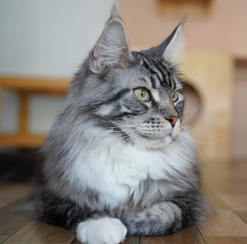 A long-haired gray and white Maine Coon cat with green eyes lies on a wooden floor, looking to the right. The background is indoors with soft, neutral colors and blurred furniture.