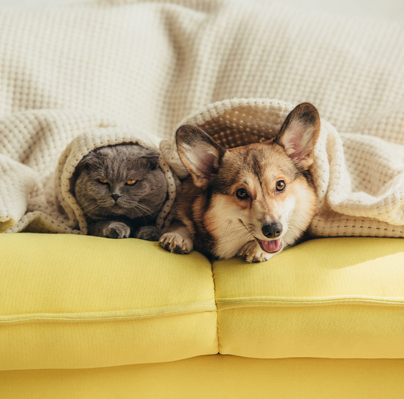 A grey cat and a brown corgi dog lie side by side under a cream-colored blanket on a yellow couch, with the cat looking sleepy and the dog smiling at the camera.
