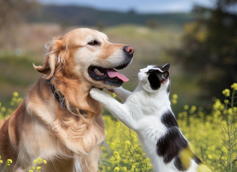 A golden retriever sits in a field of yellow flowers while a black and white cat playfully reaches up and touches the dog's face with its front paws.