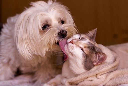 A fluffy white dog licks the face of a relaxed calico cat, which is wrapped in a beige blanket. Both animals appear comfortable and affectionate.