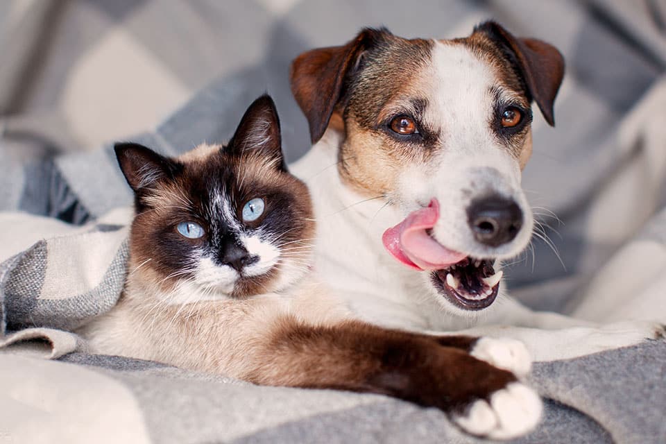 A Siamese cat and a brown-and-white dog lie together on a blanket. The cat looks at the camera while the dog has its tongue out, appearing to lick its nose. Both animals seem relaxed and cozy.