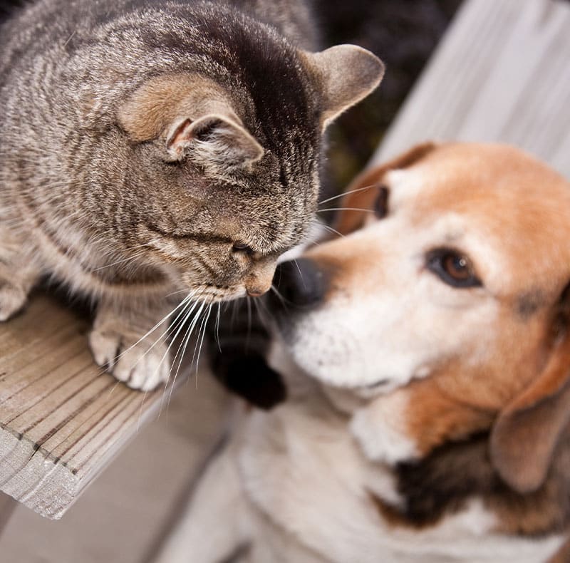 A tabby cat and a brown and white dog are close together on a wooden surface, touching noses and appearing to interact gently.