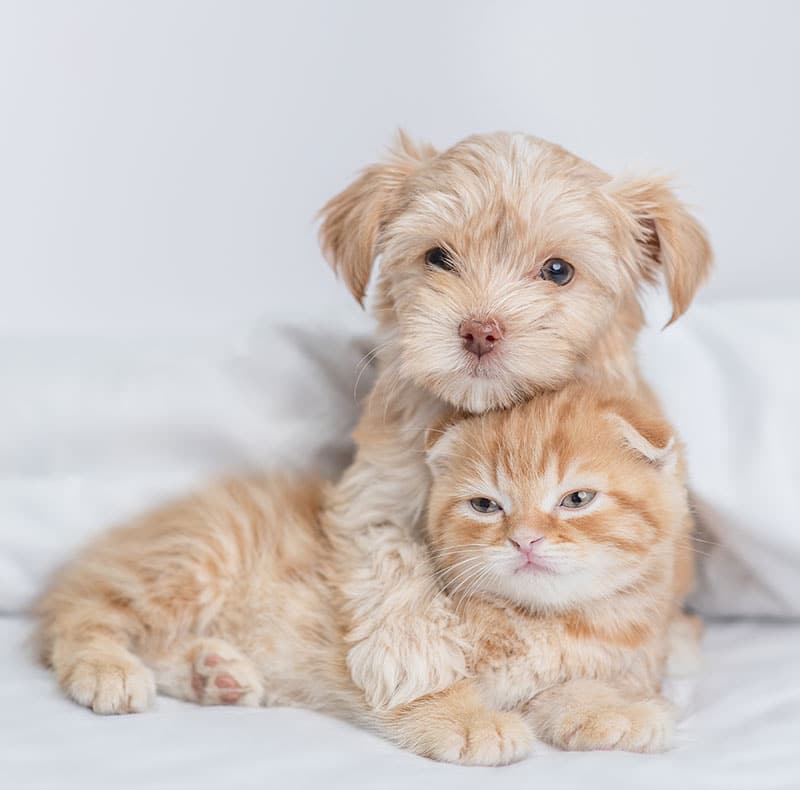 A fluffy light brown puppy sits with its head resting gently on a cuddly orange and white kitten, both lying on a soft white surface and looking toward the camera.