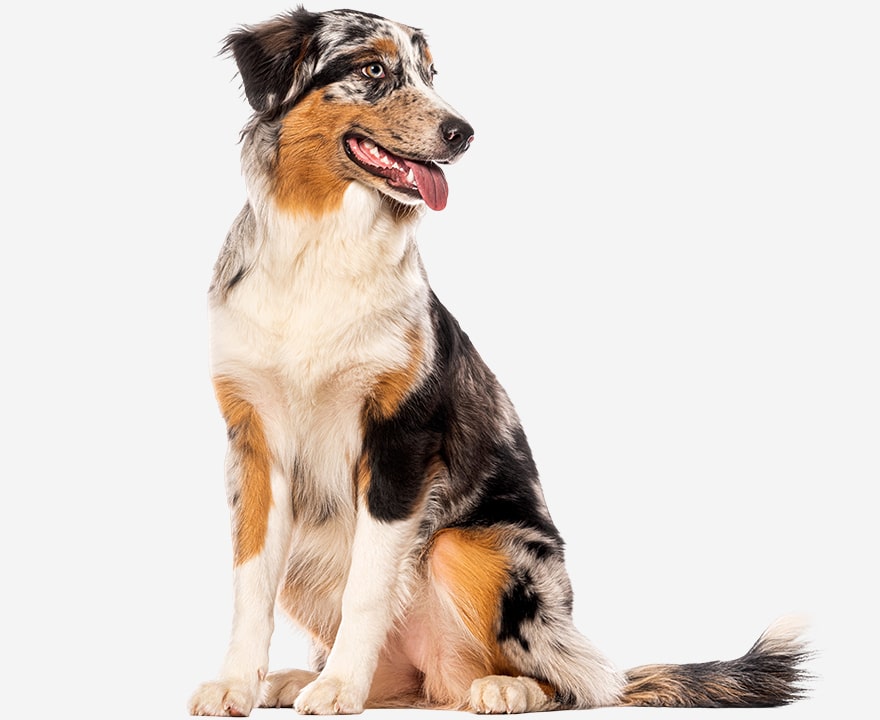 A tri-colored Australian Shepherd dog with a merle coat pattern sits on a white background, looking to the side with its mouth open and tongue out.