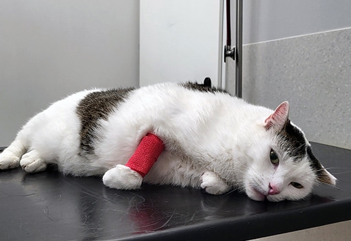 A white cat with black spots lies on its side on a table, looking tired. Its front leg is wrapped with a red bandage, suggesting it is at a veterinary clinic.