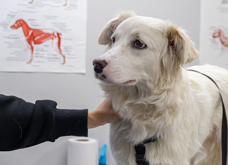 A white dog with cream-colored ears stands on an exam table while a person gently holds its neck. Veterinary anatomy charts of a dog are visible on the wall in the background.