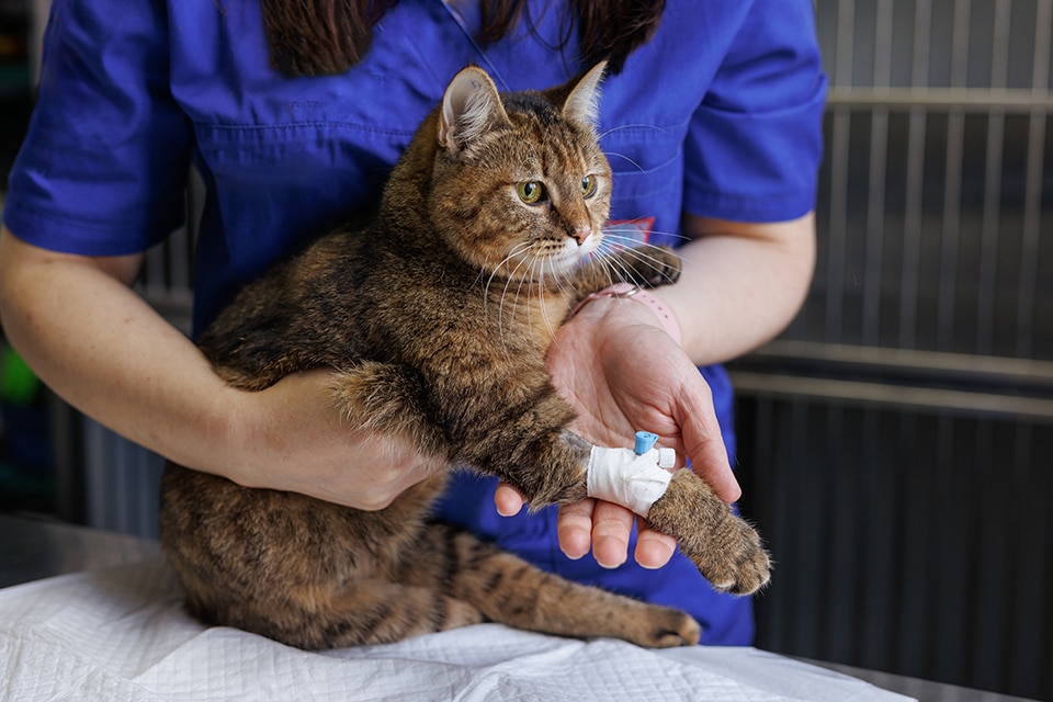 A veterinarian in blue scrubs holds a brown tabby cat with a bandaged paw and an intravenous catheter, indicating the cat is receiving medical treatment at a veterinary clinic.