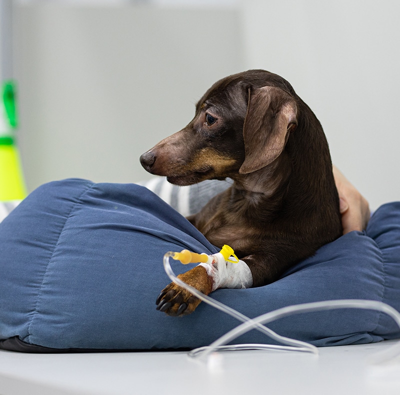 A small brown dachshund with a bandaged leg and IV drip rests on a blue cushion, looking to the side in what appears to be a veterinary clinic.