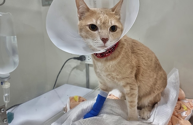 A tan cat wearing a cone collar and a red bandana sits on a blanket with an IV catheter and blue bandage on its front leg, inside a veterinary clinic.