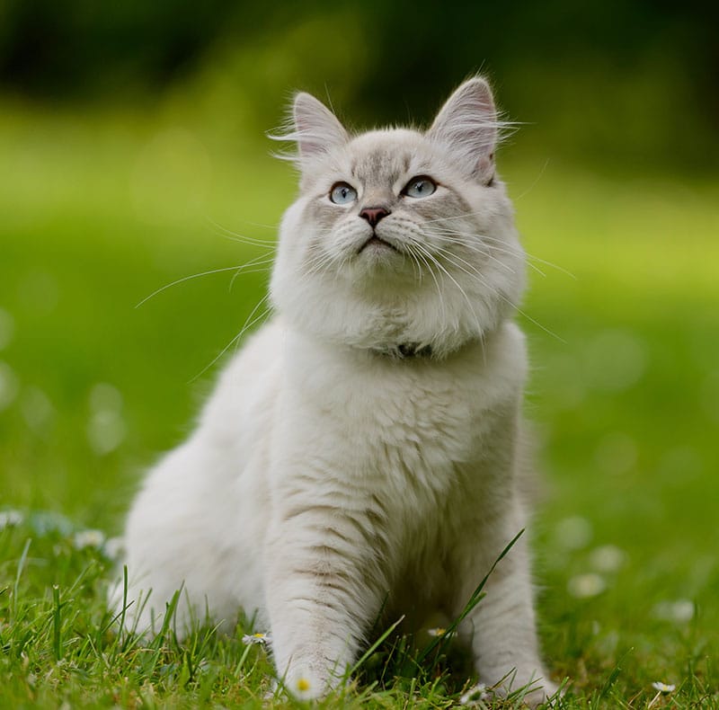A fluffy white and gray cat with blue eyes sits on green grass outdoors, looking upward. The background is blurred, showing greenery and small white flowers.