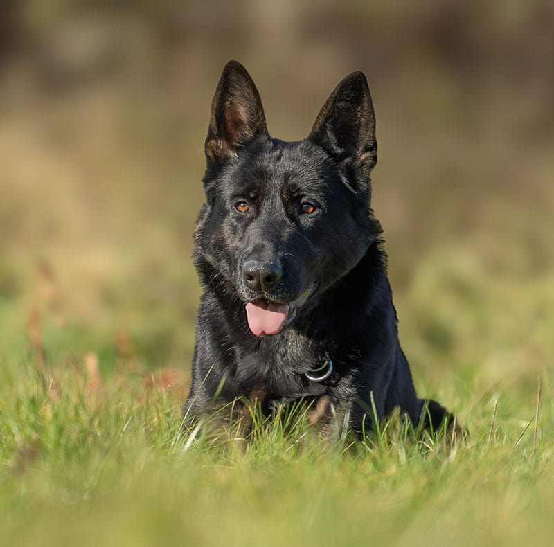 A black German Shepherd dog lies in green grass, looking forward with its tongue out and ears perked up. The background is blurred.