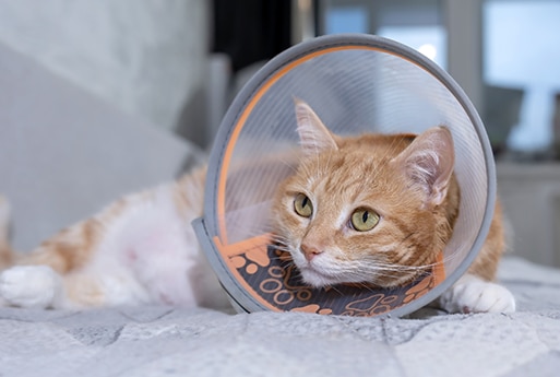A ginger and white cat lies on a bed wearing a protective cone around its neck, looking alert and resting its head on the blanket.