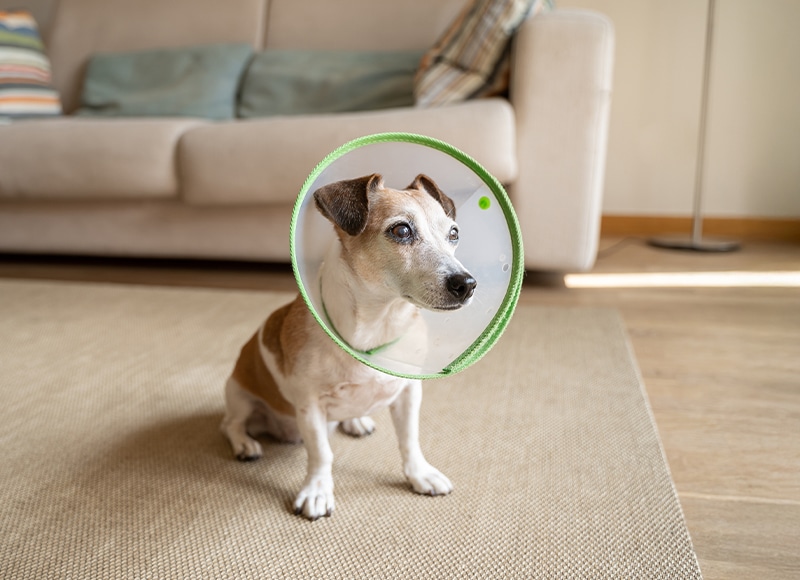 A small dog wearing a green-edged plastic cone collar sits on a beige rug in a living room with a light-colored sofa and striped pillows in the background.