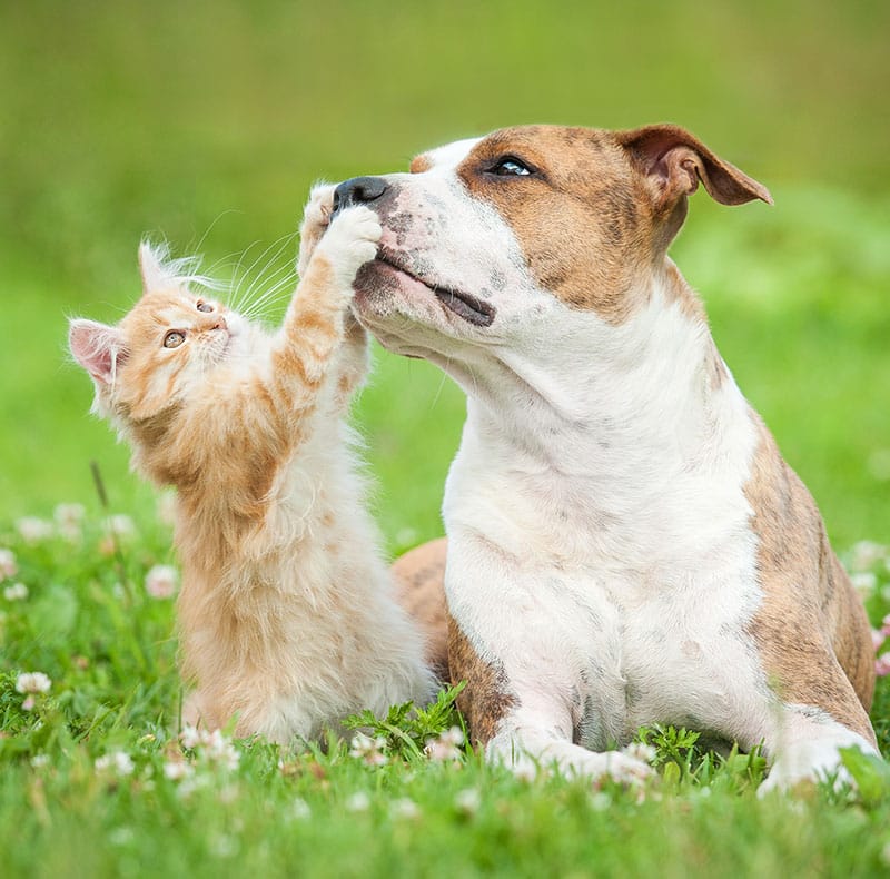 A fluffy orange kitten playfully touches the nose of a brown and white dog as they sit together on green grass with small white flowers.