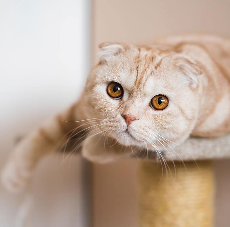 A light orange Scottish Fold cat with round amber eyes lies on a cat tree, looking directly at the camera with one paw hanging over the edge.