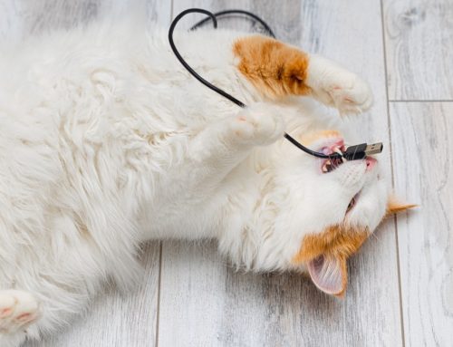 Foreign Body Removal Surgery: What Happens When Your Pet Swallows Something Dangerous