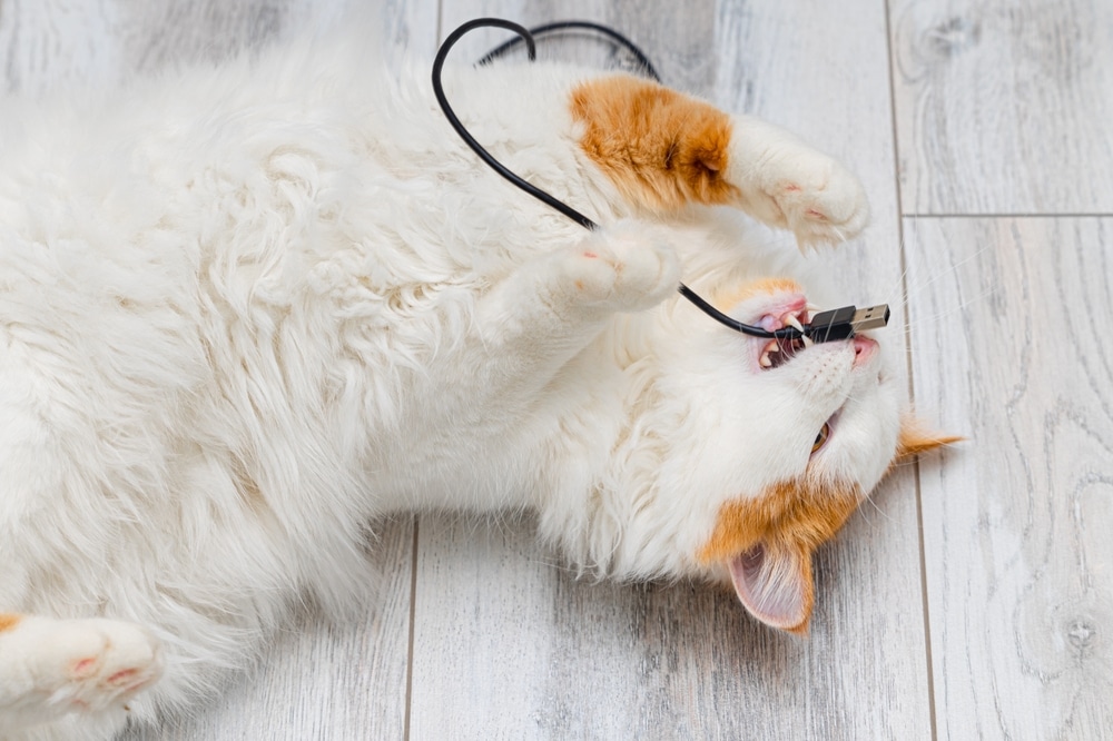 A fluffy white and orange cat lies on its back on a wooden floor, playfully biting and holding a black USB cable with its paws.