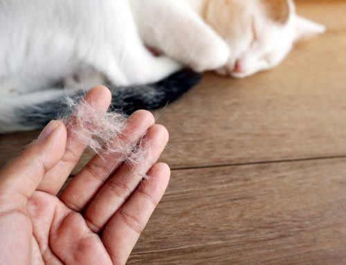 What Is Causing My Dog or Cat to Lose Their Fur?