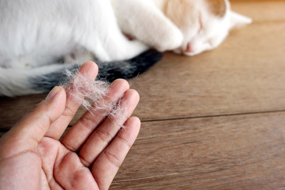 A hand holding clumps of cat fur with a cat sleeping in the background on a wooden surface.