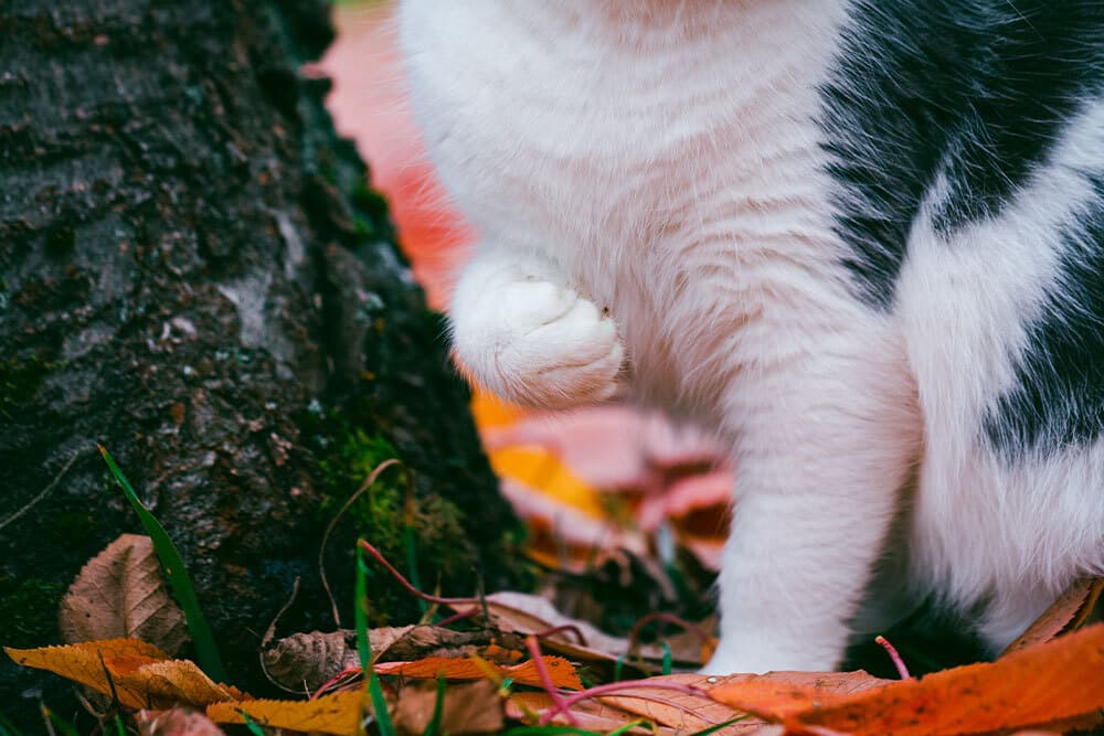Close-up of a cat’s front paw raised off the ground, with its body partially visible. The cat sits next to a tree, surrounded by colorful autumn leaves, as if waiting for a veterinarian or vet check in this peaceful setting.