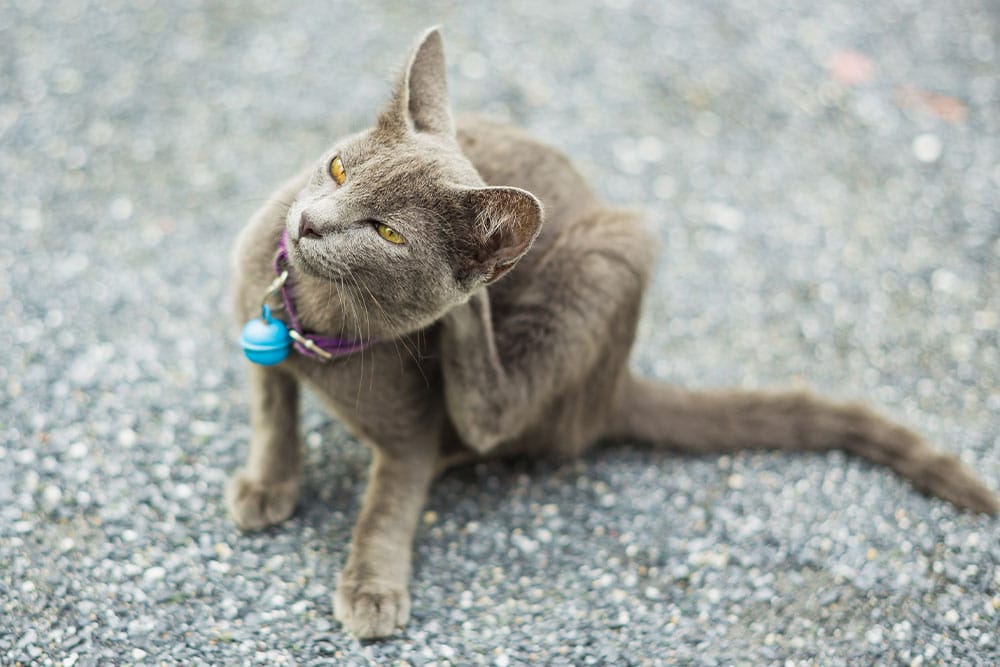 A gray cat wearing a blue bell collar, recently checked by the veterinarian, scratches its head with its hind leg while sitting on a gravel surface.