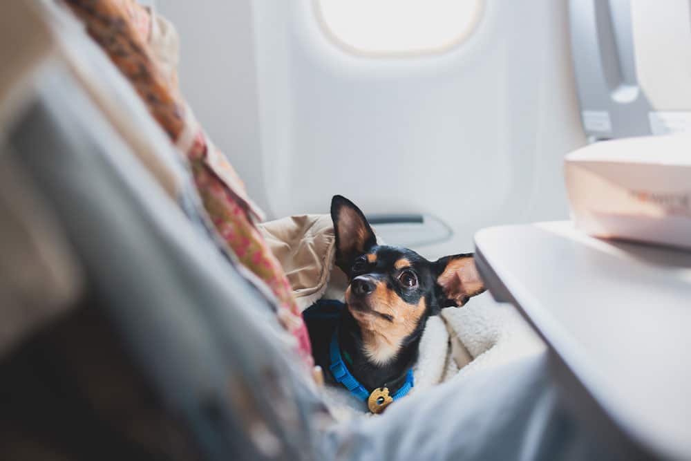 A small black and tan dog with a blue collar sits on a person's lap next to an airplane window, looking up attentively—perhaps anticipating a visit to the vet or returning home from the veterinarian.