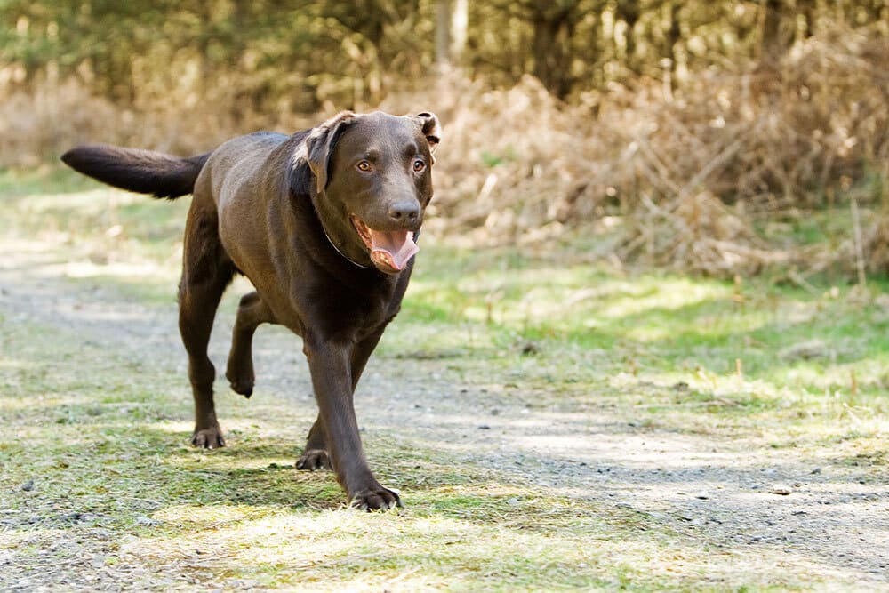 A chocolate Labrador Retriever walks on a sunlit forest path with its mouth open and tongue out, looking happy and alert—clearly thriving thanks to regular veterinarian care. The background is filled with trees and dry grass.