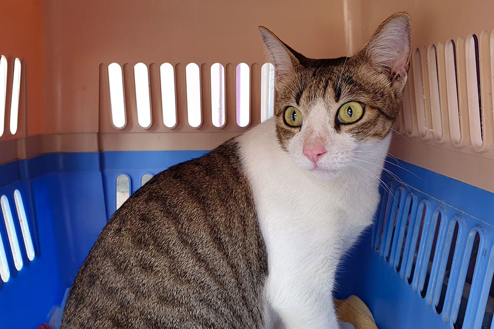 A cat with white and brown tabby fur sits inside a blue and beige pet carrier, looking alert with wide yellow-green eyes—ready for a visit to the veterinarian.