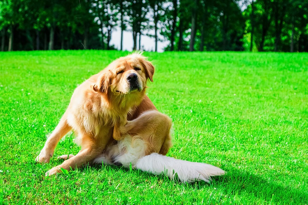 A golden retriever sits on bright green grass in a park, scratching its neck with a hind leg—maybe it's time for a visit to the vet. Tall trees and sunlight are visible in the background.