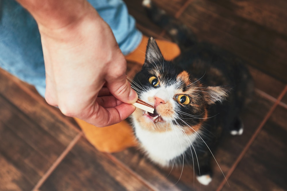A person, possibly a vet, uses a cotton swab to clean the teeth of a calico cat sitting on a wooden floor, while the cat looks up with wide eyes and an open mouth.