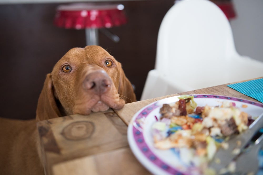 A brown dog rests its chin on a wooden table, staring longingly at a colorful plate of leftover food and scraps—clearly dreaming of treats any vet would recommend in moderation. A white high chair and red stools are visible in the background.