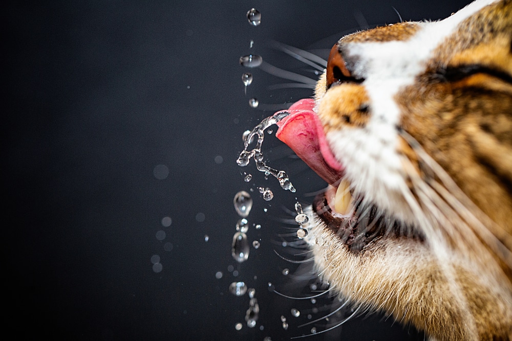 Close-up of a cat’s face with its tongue out, catching and drinking droplets of water against a dark background—a moment any veterinarian or vet would appreciate for its focus on the cat’s mouth, tongue, and the water drops.