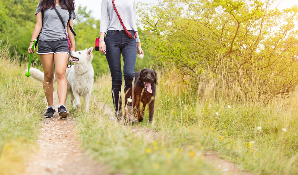 Two women, possibly returning from a visit to the vet, walk on a dirt path in a sunny field, each holding a leash with a dog—one white, one brown. The peaceful scene is framed by green trees and tall grass along the trail.