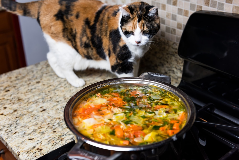 A calico cat stands on a granite countertop next to a stove, curiously watching a pot of vegetable soup simmering, just like she does during her vet visits when the veterinarian prepares something new.