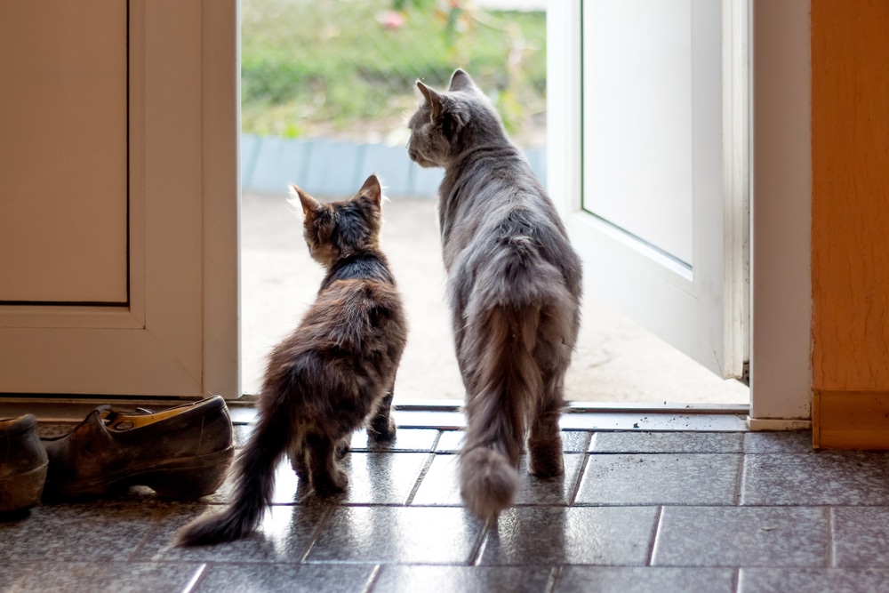 Two cats, one kitten and one adult, stand side by side looking outside through an open door, with sunlight streaming in. A pair of shoes sits nearby on the tiled floor, as if ready for a trip to the vet or veterinarian.