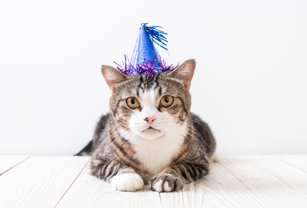 A tabby cat with white markings lies on a light wooden floor, wearing a blue party hat with purple tinsel—ready to celebrate its healthy checkup at the veterinarian—against a plain white background.