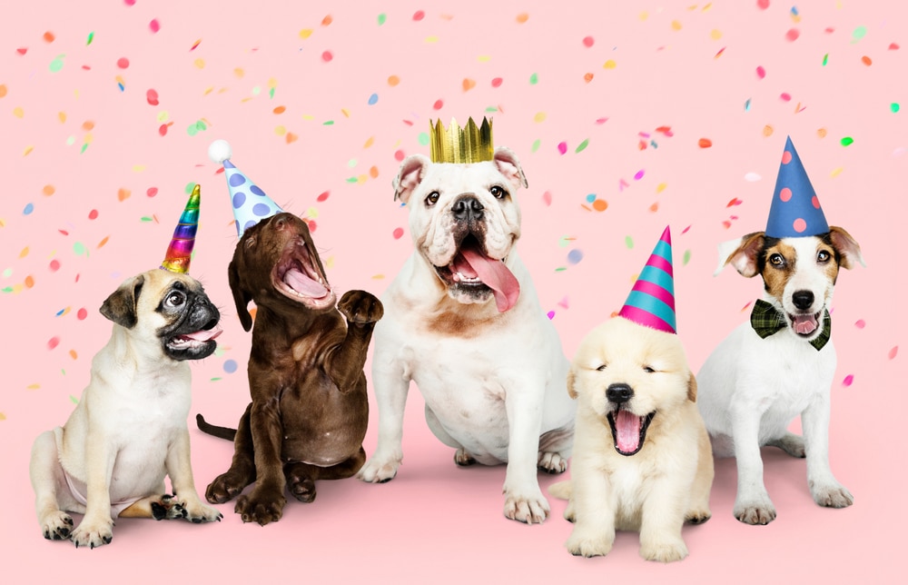 Five puppies wearing party hats and a crown sit in a row against a pink background with colorful confetti falling, ready to celebrate their latest vet checkup in this festive and cheerful scene.