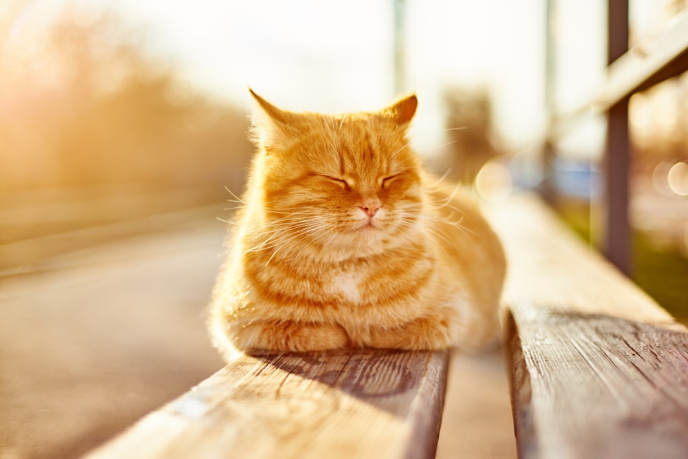 A fluffy orange tabby cat sits with eyes closed, peacefully basking in warm sunlight on a wooden bench outdoors—looking as content as if just returned from a caring veterinarian. The softly blurred background adds to the cozy, tranquil atmosphere.