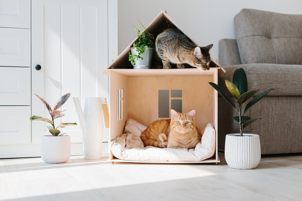 Two cats in a cozy living room: one orange tabby lounges inside a cushioned wooden cat house, and a gray tabby explores the roof—ideal for vet-approved comfort. Potted plants and a sofa complete the inviting scene.