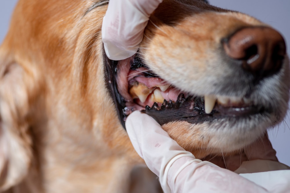 A close-up of a veterinarian wearing white gloves examining a dog's teeth and gums, gently pulling back the dog's lip to inspect its dental health. The dog appears calm during the vet's careful examination.