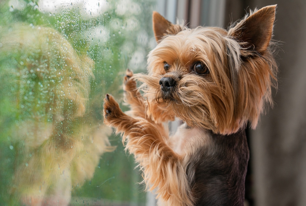 A small Yorkshire Terrier with long, silky fur stands on its hind legs, looking out a rain-covered window. The pup, recently back from the vet, presses its paws to the glass as its reflection shimmers on the windowpane.