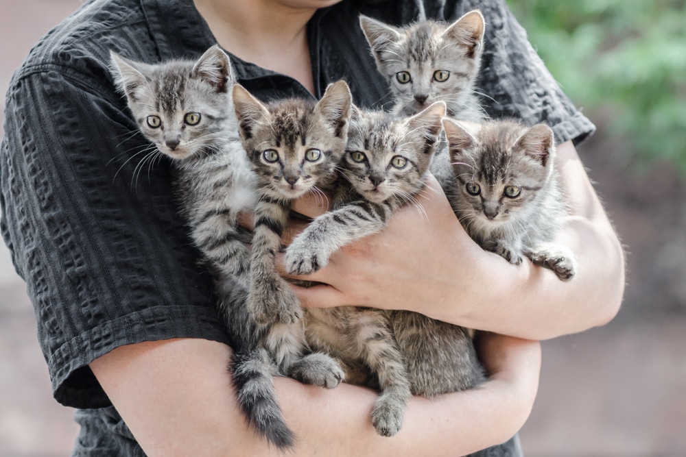 A veterinarian in a dark shirt holds five gray tabby kittens close together in their arms. The kittens gaze toward the camera with wide, curious eyes.