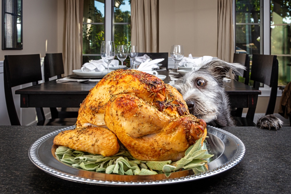 A large roasted turkey sits on a platter with herbs, while a scruffy gray dog—fresh from a checkup at the vet—eagerly looks at it from behind a kitchen table set for a meal, in a bright dining room.