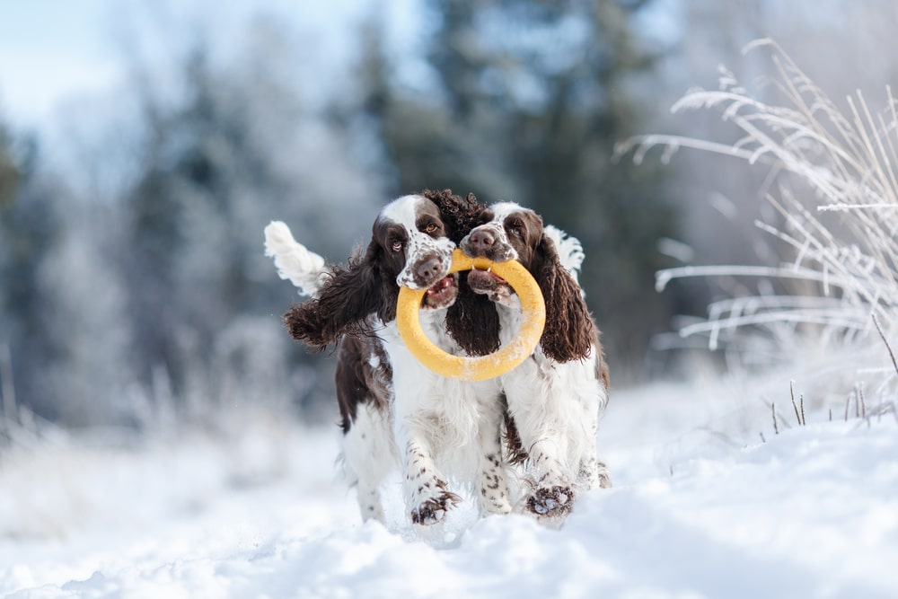 Two English Springer Spaniels run together in the snow, both holding onto a yellow ring toy—an energetic sight that any vet would appreciate. Blurred snow-covered trees and grass create a wintry outdoor scene.