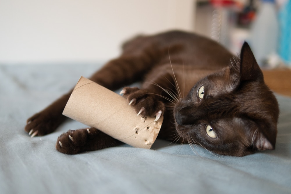 A dark brown cat lies on a bed, gripping and biting a cardboard toilet paper roll with its front paws and exposed claws. This playful behavior could make any veterinarian or vet smile as the cat looks mischievously at the camera.